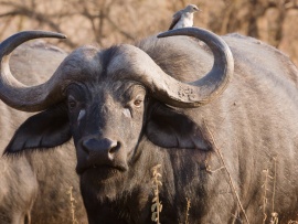 African Buffalo Wallpaper (click to view)