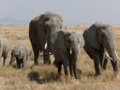 African Bush Elephant Family