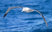 Albatross