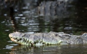 American Crocodile