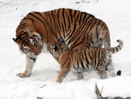 Amur Tiger and Cub (click to view)