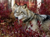 Autumn Wolf Wallpaper