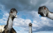 Baby Ostriches Wallpaper