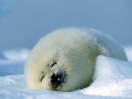 Baby Seal Wallpaper (click to view)