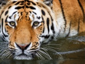 Bengal Tiger Wallpaper