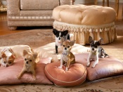 Beverly Hills Chihuahua 2 - Puppies