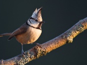Bird Wallpaper - Crested Tit