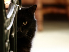 Black Cat Wallpaper (click to view)
