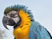 Blue-and-Yellow Macaw Wallpaper