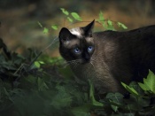 Blue Eyed Cat Wallpaper