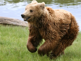 Brown Bear Wallpaper (click to view)