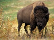 Buffalo - Bison Wallpaper