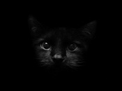 Camouflaged Kitty Wallpaper