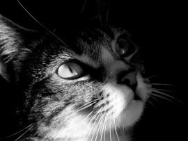 Cat Wallpaper (click to view)