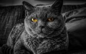 Cattitude