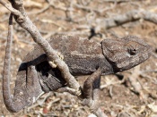 Chameleon - Lizard Wallpaper
