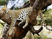 Cheetah Wallpaper