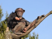 Chimpanzee and Infant Wallpaper
