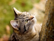 Climbing Cat Wallpaper