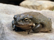 Colorado River Toad Wallpaper