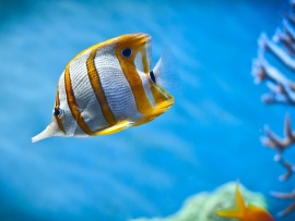 Copper-Band Butterfly Fish (click to view)