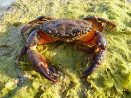 Crabby Wallpaper (click to view)