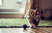 Cute Kitten Playing
