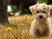 Cute Little Dog Wallpaper
