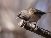 Dark-eyed Junco Wallpaper