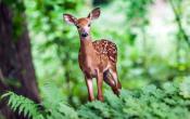 Deer In Woods