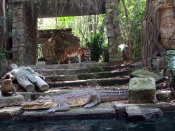 Disney Wallpaper - Jungle Cruise
