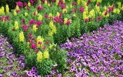 Disneyland Flowers