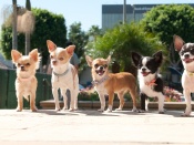 Disney's Beverly Hills Chihuahua 2