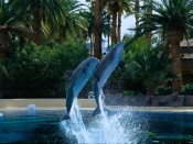 Dolphin Habitat Wallpaper