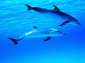 Dolphins Swimming Wallpaper (click to view)