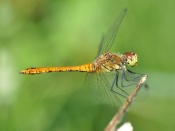 Dragonfly Wallpaper