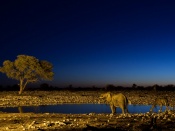 Elephant and Giraffe Wallpaper