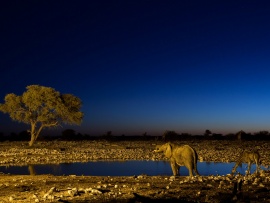 Elephant and Giraffe Wallpaper (click to view)