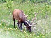 Elk Wallpaper