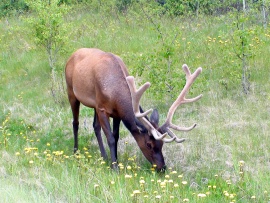 Elk Wallpaper (click to view)