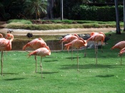 Flamingos in Hawaii Wallpaper