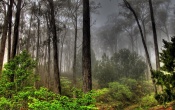 Forest in Fog Wallpaper