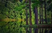 Forest Lake Wallpaper