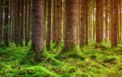 Forest Moss Carpet