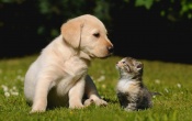 Fuzzy Friends