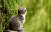 Fuzzy Kitten