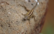 Gecko You can not see me