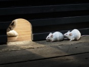 Guard Cat Wallpaper