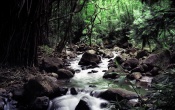 Hawaiian Stream