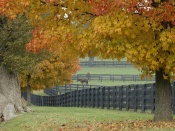 Horses and Autumn Wallpaper